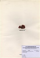 藏品(木耳狀耳殼藻)的圖片